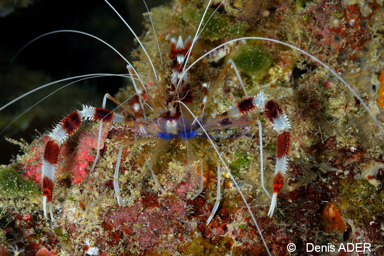 Stenopus hispidus-Wakatobi Sawa Fan garden-3m-20180528nuit-Denis-ADER-DSC_1611_tn.jpg
